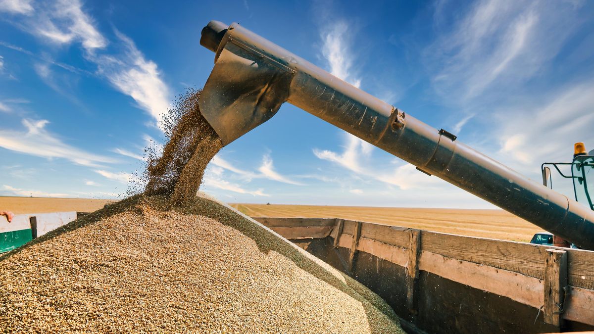Česko, Polsko a pobaltské státy žádají omezení dovozu obilí z Ruska do EU